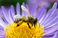 bee