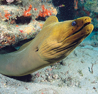 eel