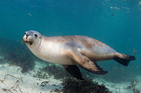 seal