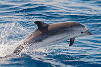 dolphin