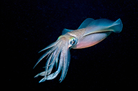 squid