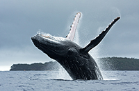 whale
