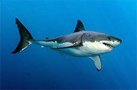 shark