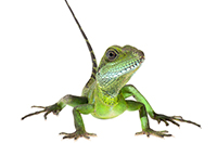 lizard