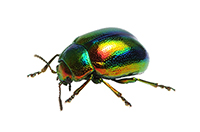 beetle