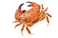 crab