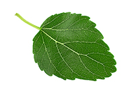 leaf