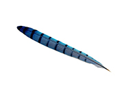 feather