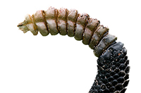 tail