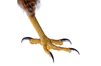 claw