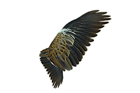 wing