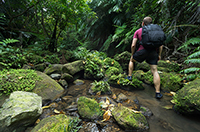 explore the jungle