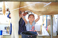 milk the cows