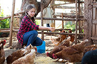 feed the chickens