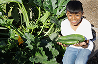 pick vegetables