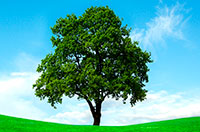 tree