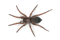 spider
