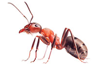 ant