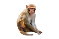 monkey
