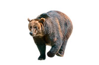 bear