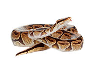 snake