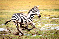 run