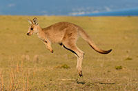 hop
