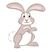 rabbit