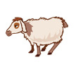 sheep
