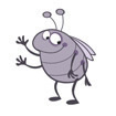insect