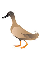 duck