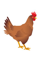 chicken
