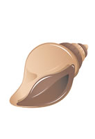 shell