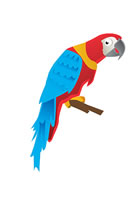 parrot