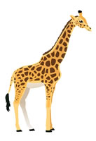 giraffe
