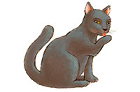 a cat