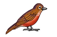 a bird