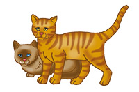cats