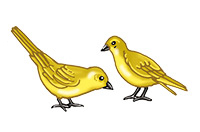 birds