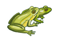 frogs