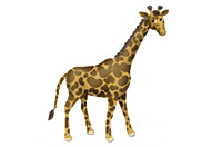a giraffe