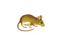 small