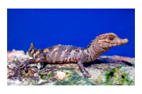 a crocodile