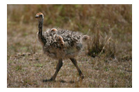 an ostrich