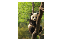 a panda