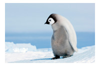 a penguin