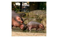 a hippopotamus
