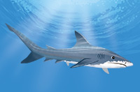 a shark