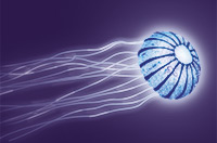 a jellyfish