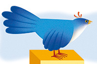 bird